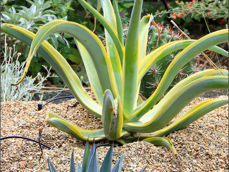 Agave Pumila | Agave | Agavaceae