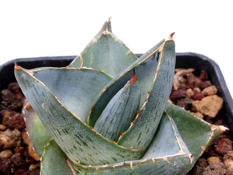 Agave Pumila | Agave | Agavaceae