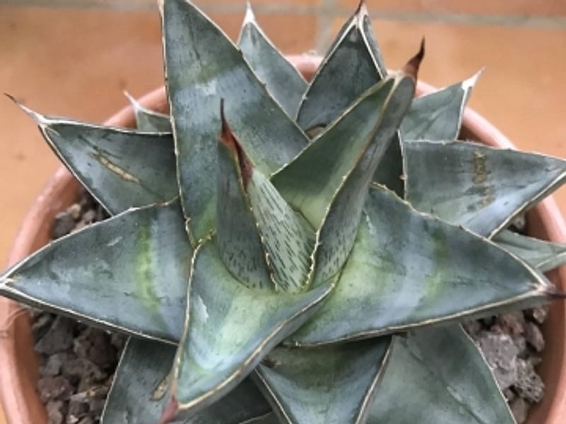 Agave Pumila | Agave | Agavaceae