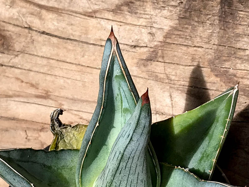 Agave Pumila | Agave | Agavaceae