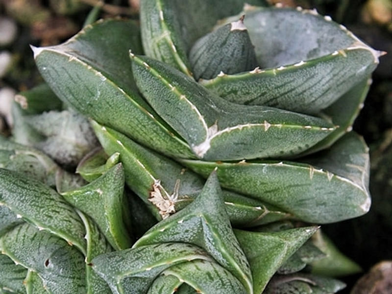 Agave Pumila | Agave | Agavaceae