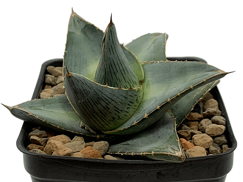 Agave Pumila | Agave | Agavaceae