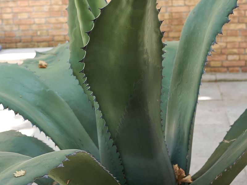 Agave Salmiana | Agave | Agavaceae