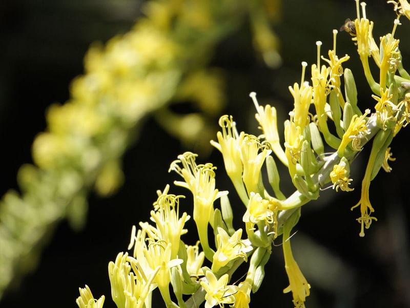 Agave Schottii | Agave | Agavaceae