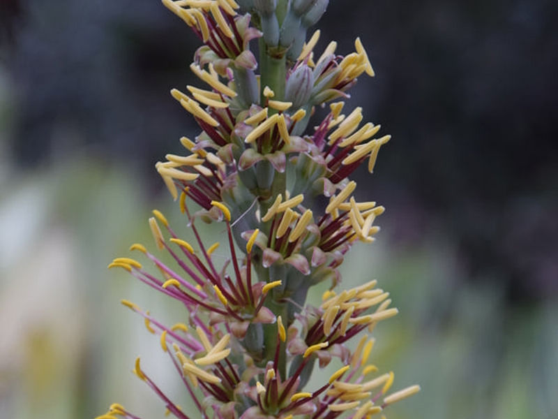 Agave Schottii Flower | Agave | Agavaceae