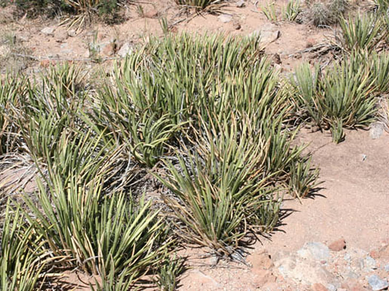 Agave Schottii Flower | Agave | Agavaceae