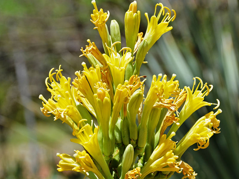 Agave Schottii Flower | Agave | Agavaceae