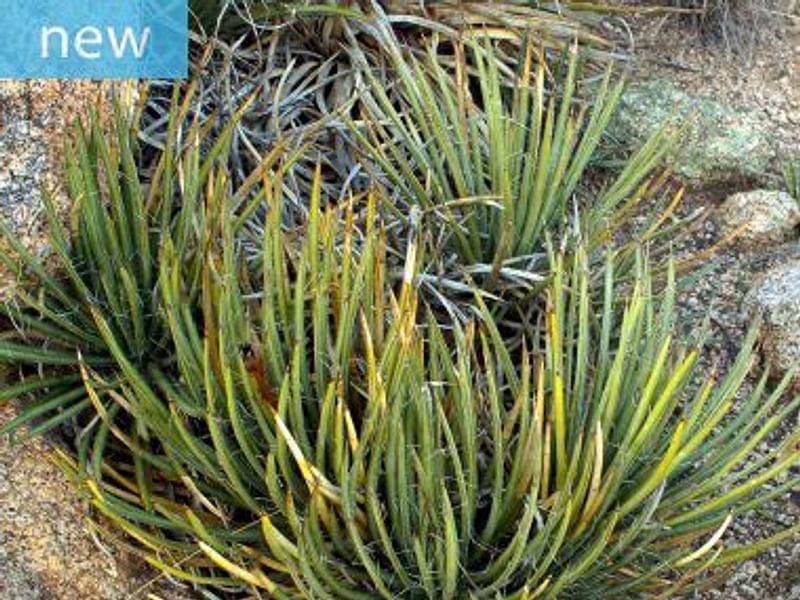 Agave Schottii Flower | Agave | Agavaceae