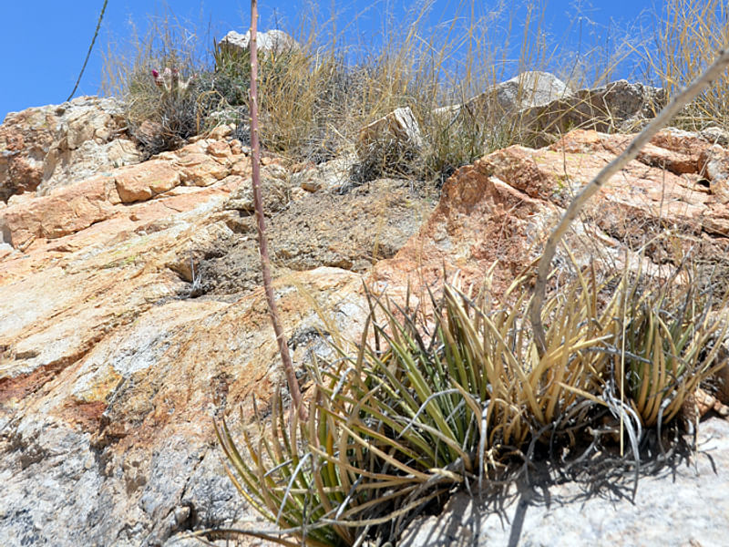 Agave Schottii Flower | Agave | Agavaceae