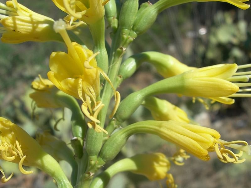 Agave Schottii Flower | Agave | Agavaceae
