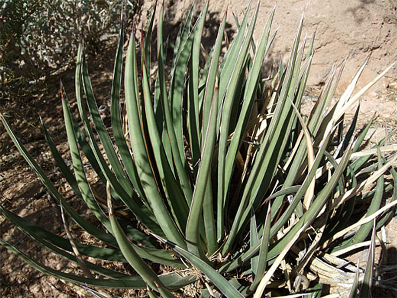 Agave Schottii Flower | Agave | Agavaceae
