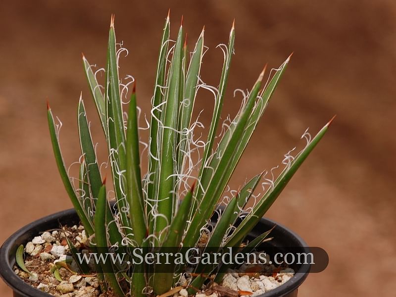 Agave Schottii Flower | Agave | Agavaceae