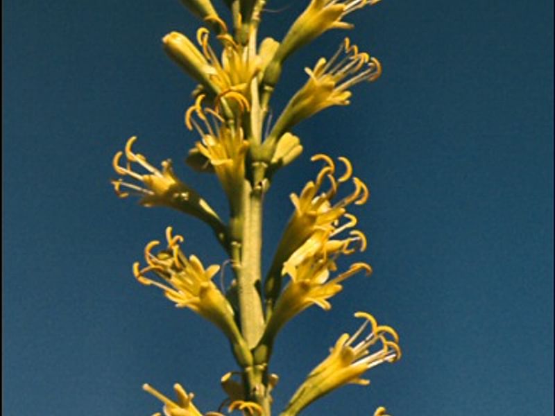 Agave Schottii Flower | Agave | Agavaceae