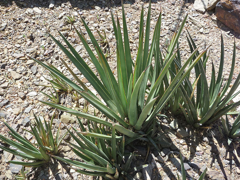 Agave Schottii Flower | Agave | Agavaceae