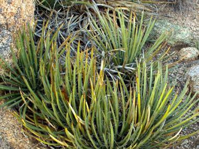 Agave Schottii Flower | Agave | Agavaceae