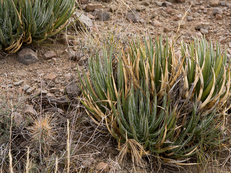 Agave Schottii Flower | Agave | Agavaceae