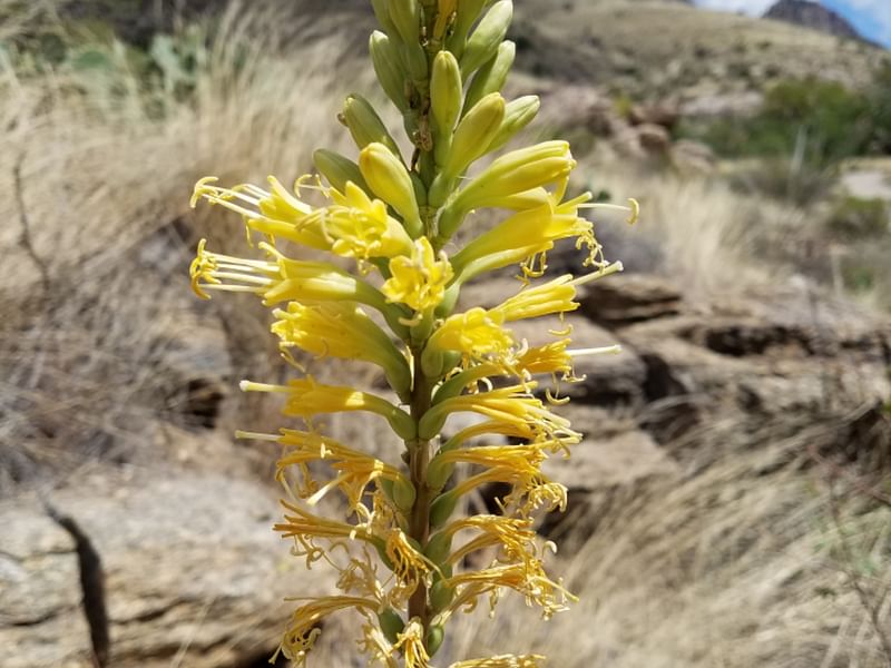 Agave Schottii Flower | Agave | Agavaceae