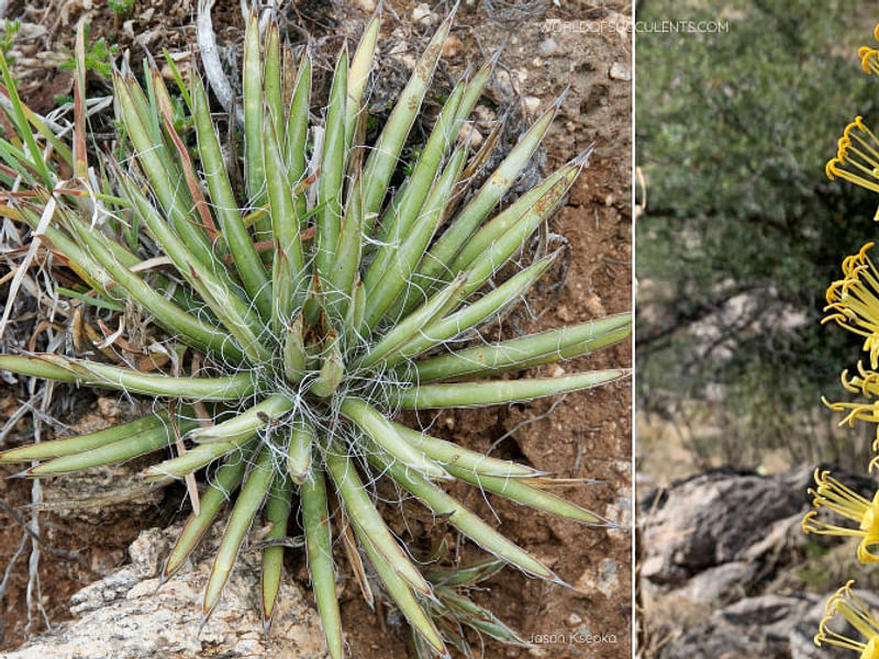 Agave Schottii Flower | Agave | Agavaceae