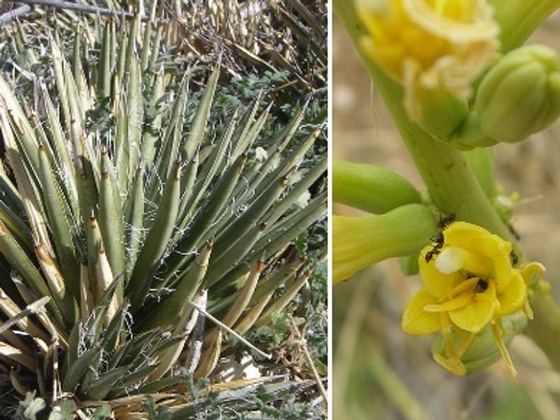 Agave Schottii Flower | Agave | Agavaceae
