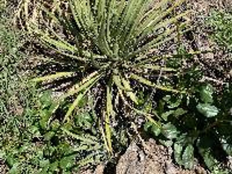 Agave Schottii Flower | Agave | Agavaceae