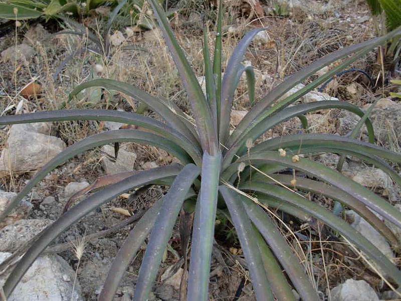 Agave Spicata | Agave | Agavaceae