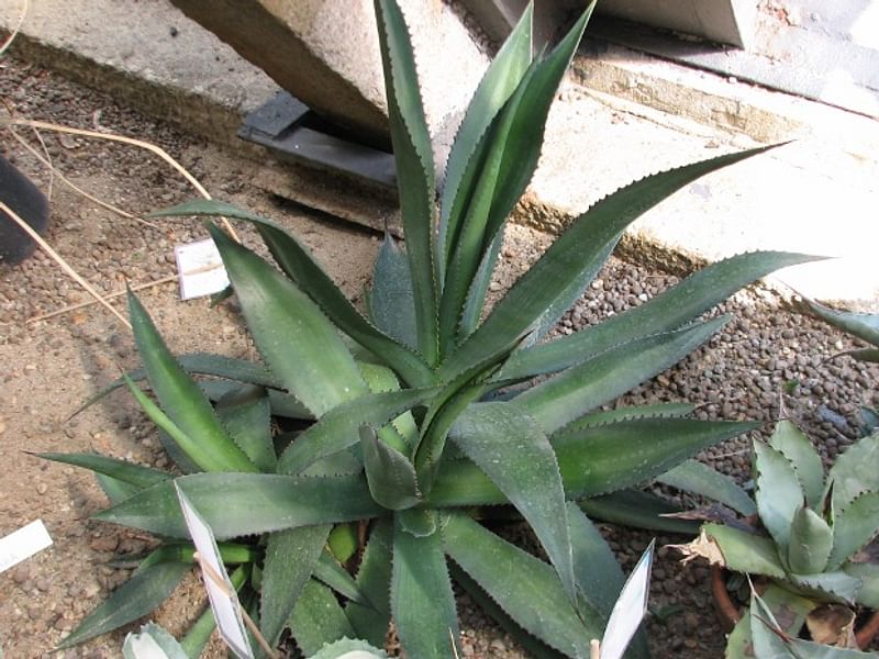 Agave Spicata | Agave | Agavaceae