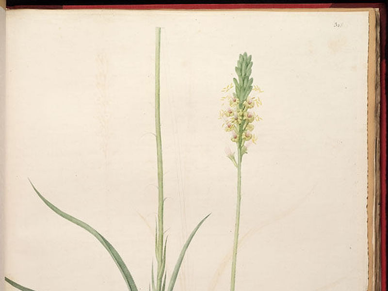 Agave Spicata | Agave | Agavaceae
