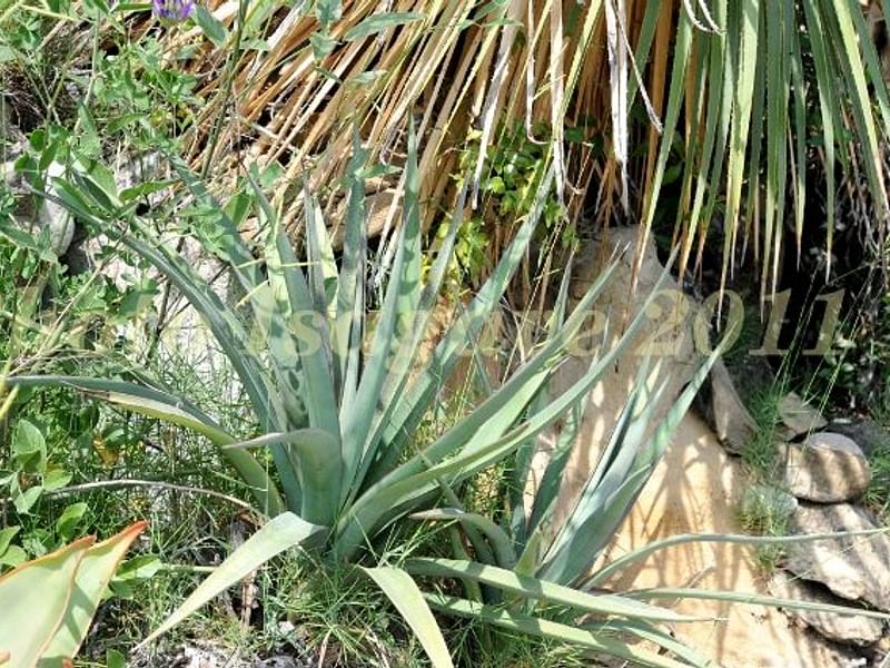 Agave Spicata | Agave | Agavaceae