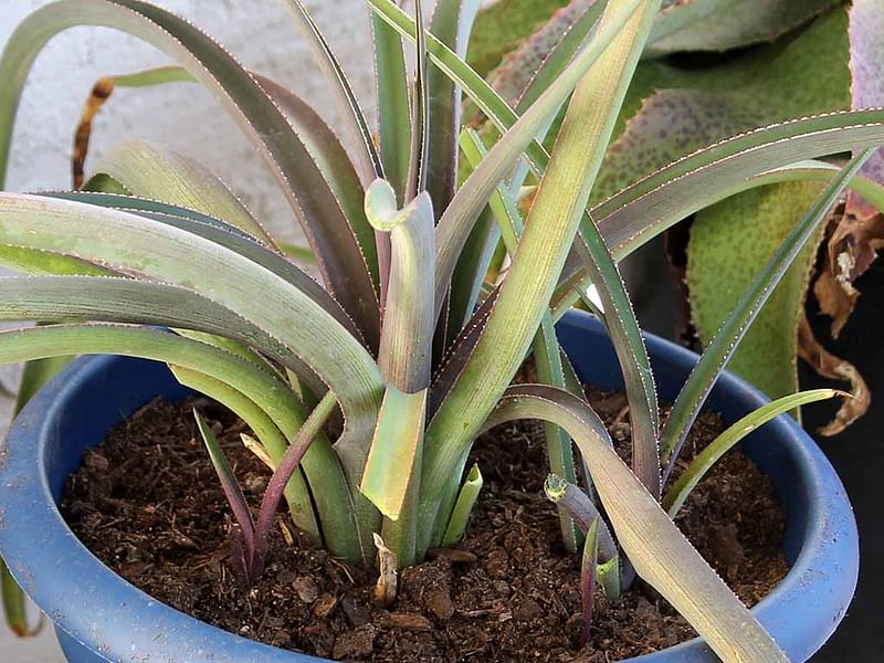 Agave Spicata | Agave | Agavaceae