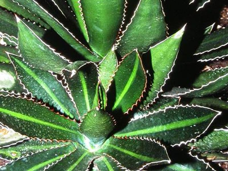 Agave Spicata | Agave | Agavaceae