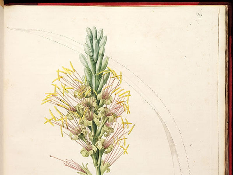 Agave Spicata | Agave | Agavaceae