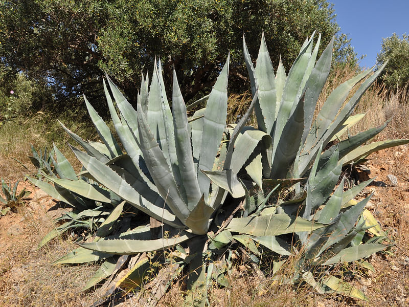Agave Spicata | Agave | Agavaceae