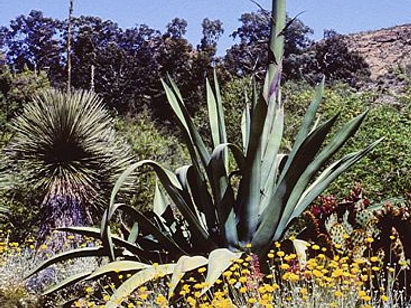 Agave Stricta Grown Outside In The Rock Garden At RBG Kew | Agave | Agavaceae