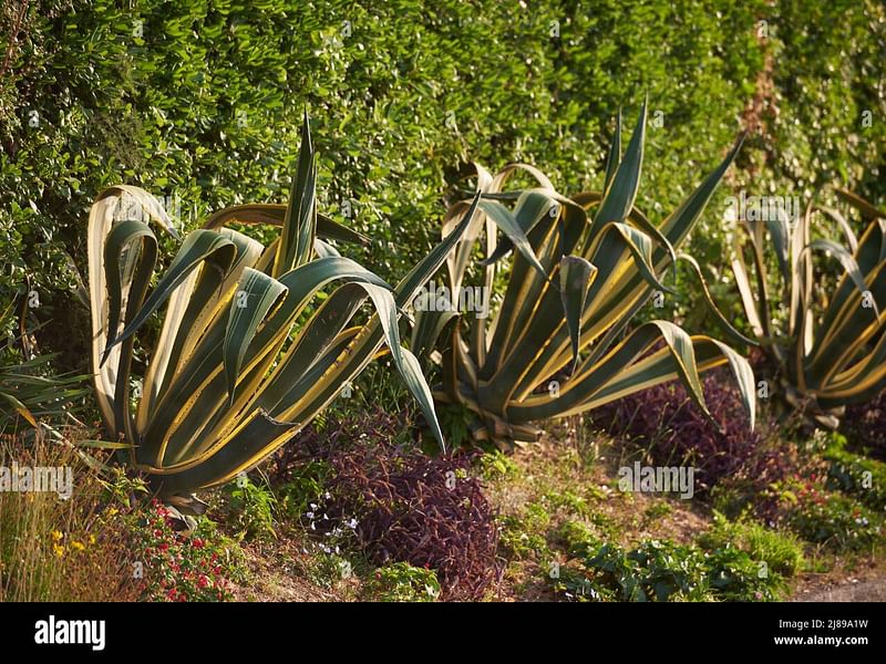 Agave Stricta Grown Outside In The Rock Garden At RBG Kew | Agave | Agavaceae