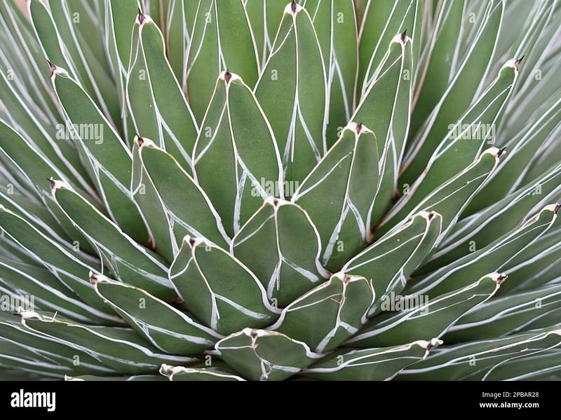 Agave Stricta Grown Outside In The Rock Garden At RBG Kew | Agave | Agavaceae