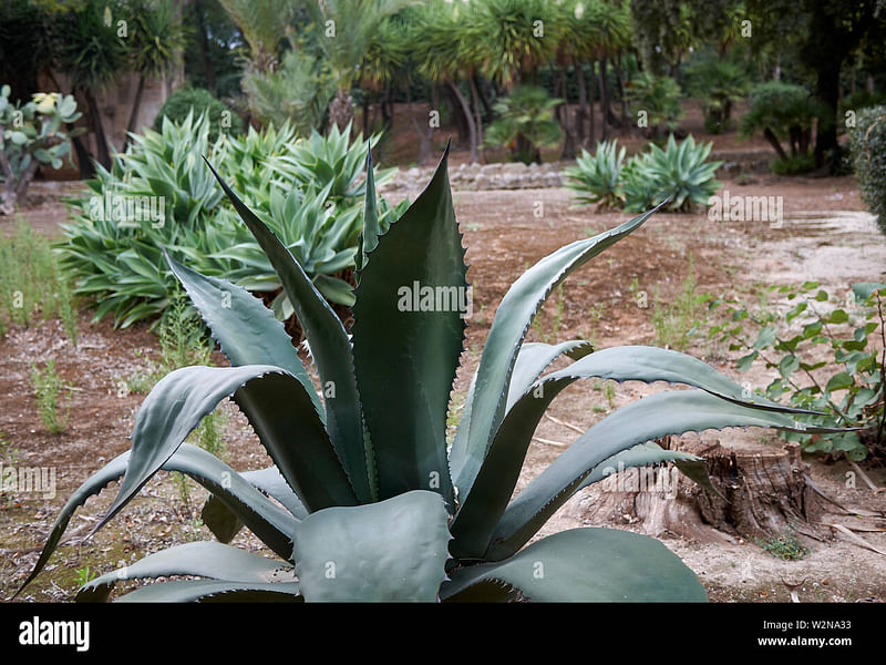 Agave Stricta Grown Outside In The Rock Garden At RBG Kew | Agave | Agavaceae