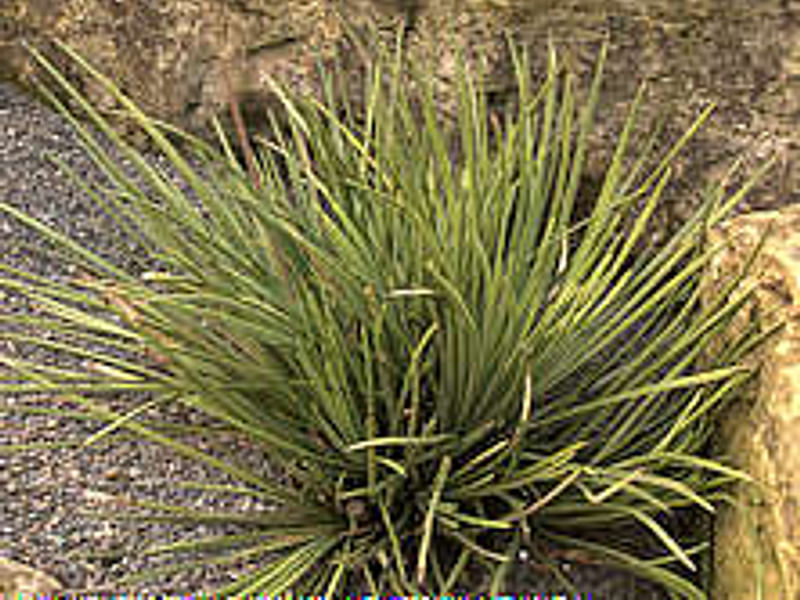 Agave Stricta Grown Outside In The Rock Garden At RBG Kew | Agave | Agavaceae