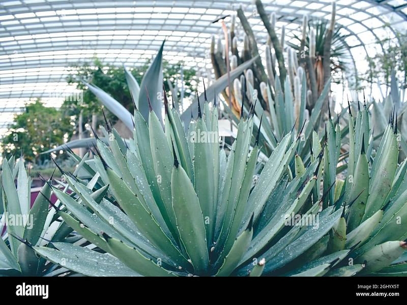Agave Stricta Grown Outside In The Rock Garden At RBG Kew | Agave | Agavaceae