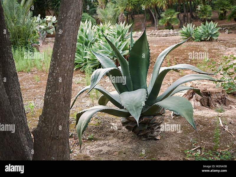 Agave Stricta Grown Outside In The Rock Garden At RBG Kew | Agave | Agavaceae