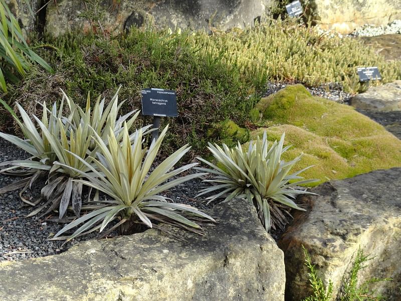 Agave Stricta Grown Outside In The Rock Garden At RBG Kew | Agave | Agavaceae