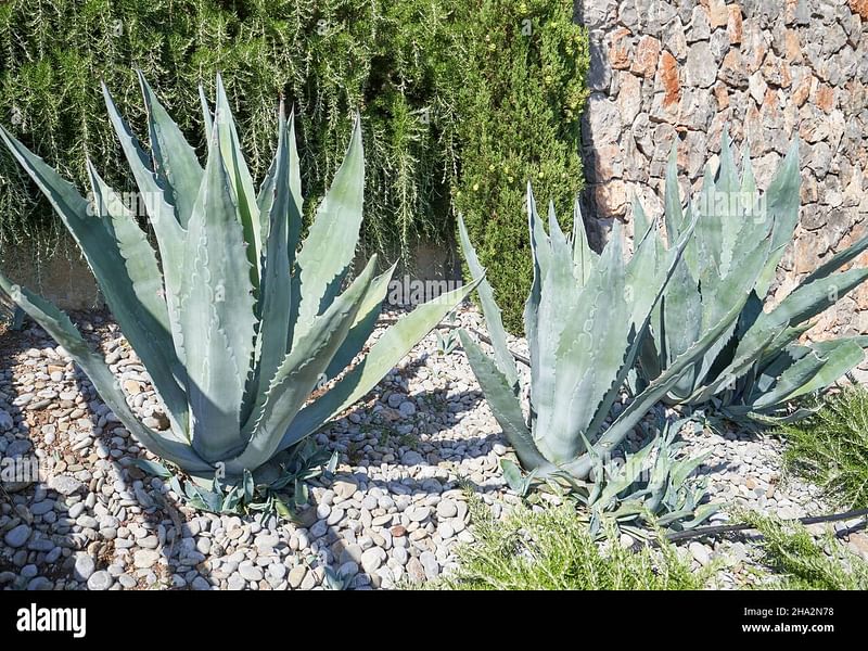 Agave Stricta Grown Outside In The Rock Garden At RBG Kew | Agave | Agavaceae
