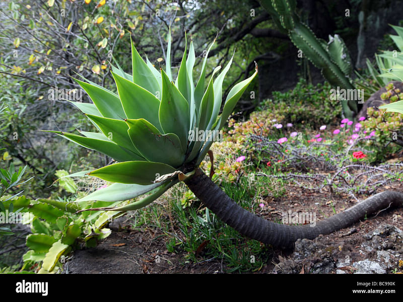 Agave Stricta Grown Outside In The Rock Garden At RBG Kew | Agave | Agavaceae