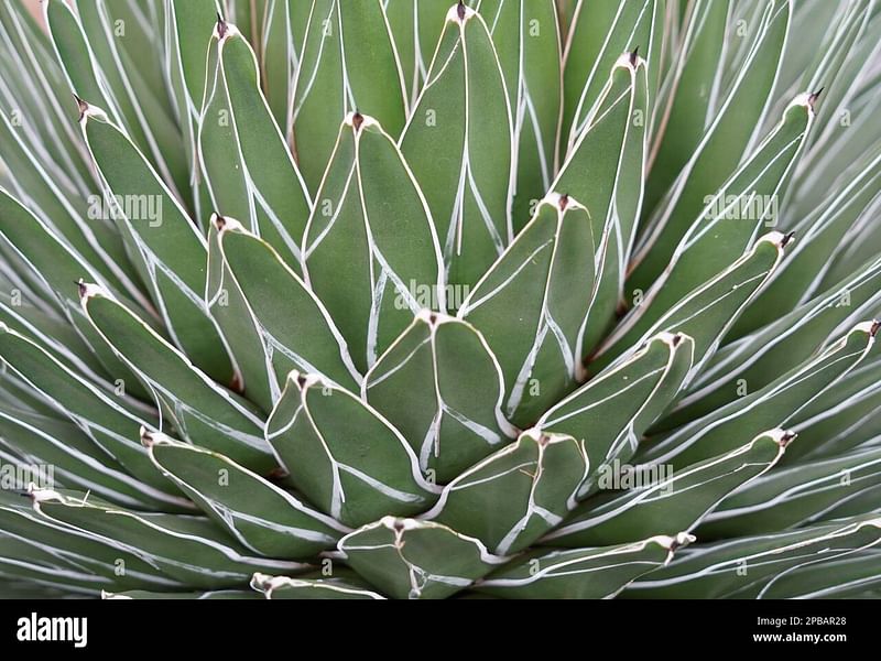 Agave Stricta Grown Outside In The Rock Garden At RBG Kew | Agave | Agavaceae
