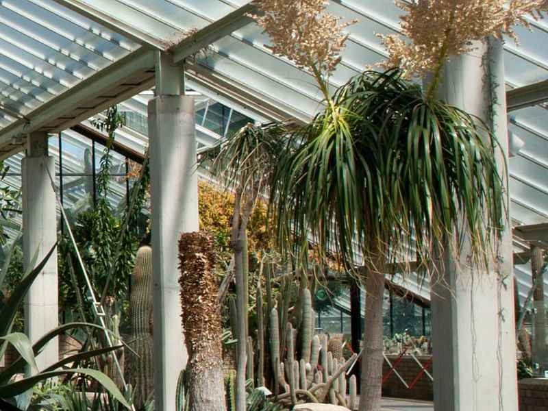 Agave Stricta In The Princess Of Wales Conservatory, RBG Kew | Agave | Agavaceae