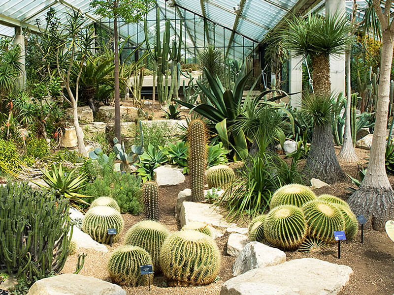 Agave Stricta In The Princess Of Wales Conservatory, RBG Kew | Agave | Agavaceae