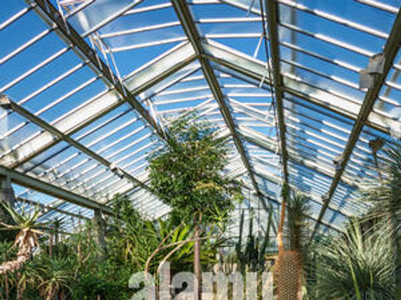 Agave Stricta In The Princess Of Wales Conservatory, RBG Kew | Agave | Agavaceae