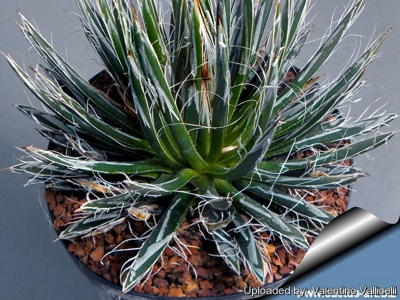 Agave Toumeyana Ssp. Toumeyana | Agave | Agavaceae