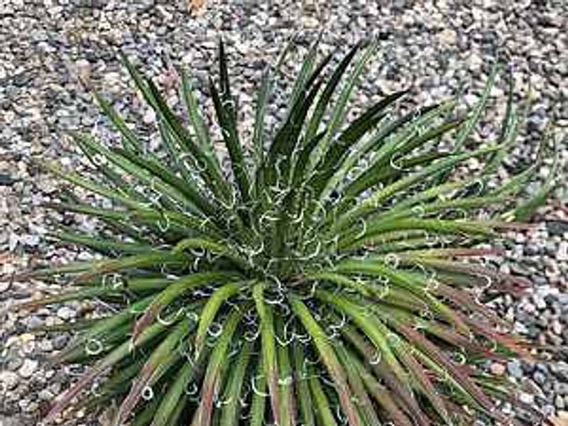 Agave Toumeyana Ssp. Toumeyana | Agave | Agavaceae