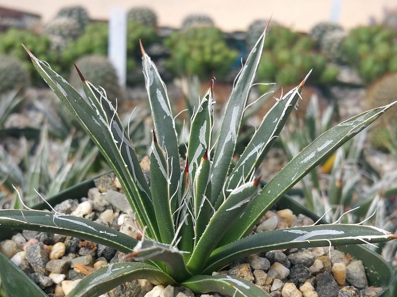 Agave Toumeyana Ssp. Toumeyana | Agave | Agavaceae