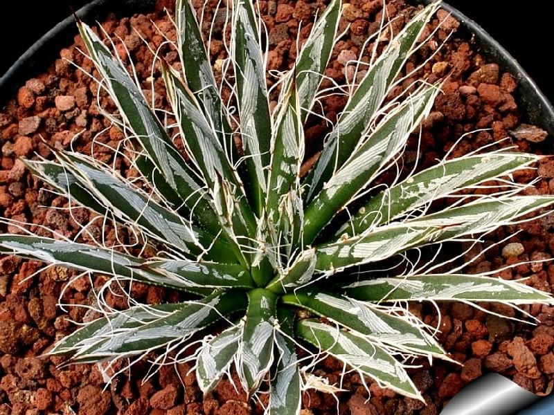 Agave Toumeyana Ssp. Toumeyana | Agave | Agavaceae